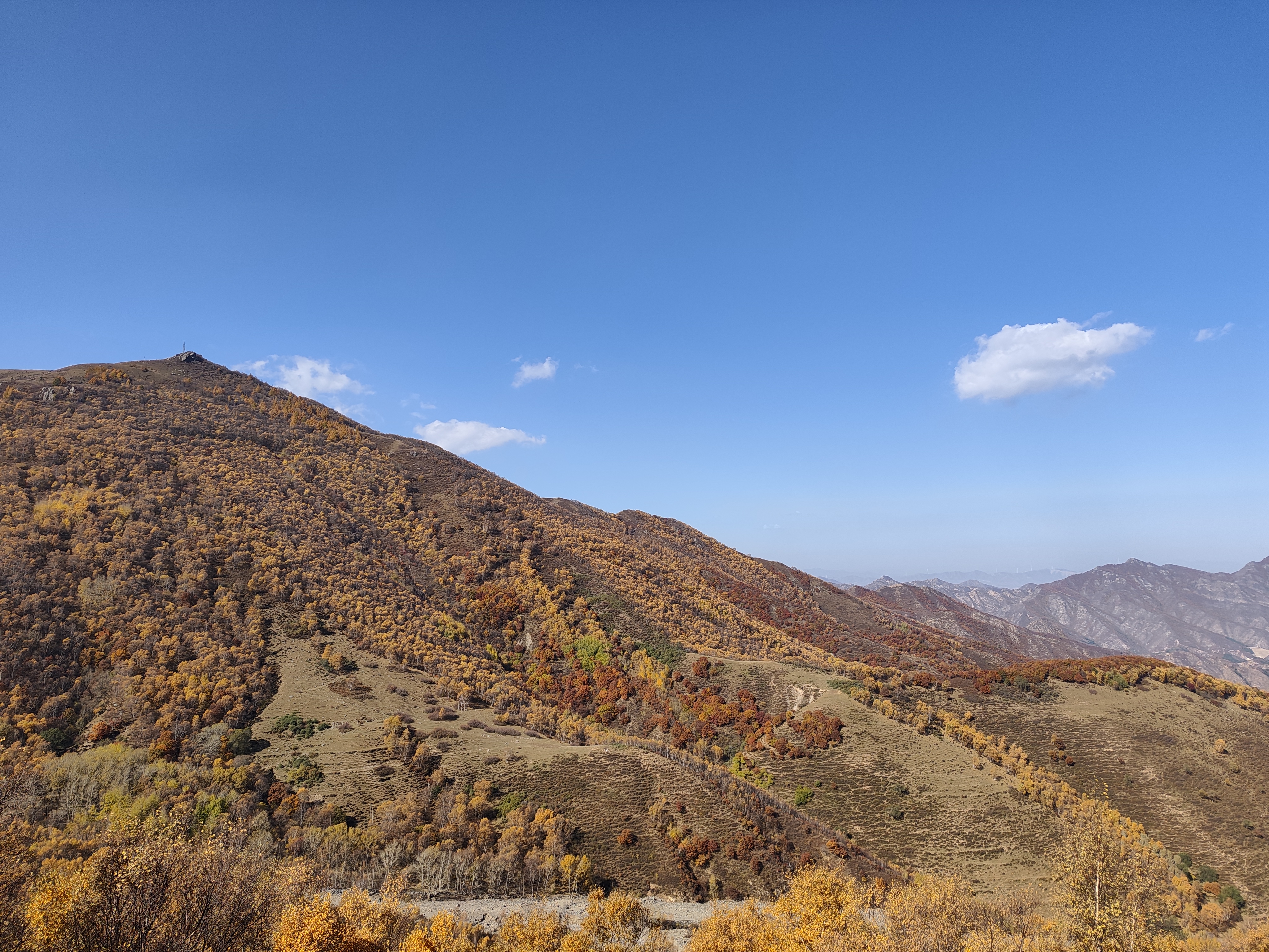 黄叶树林、黄褐草坡和绿色林带交错的山坡