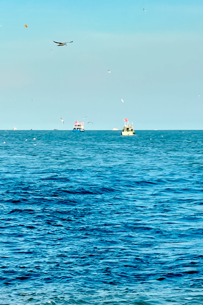 周末1日|出海打渔|渤海湾包船出海の体验一次渔民生活-现场加工品新鲜海鲜