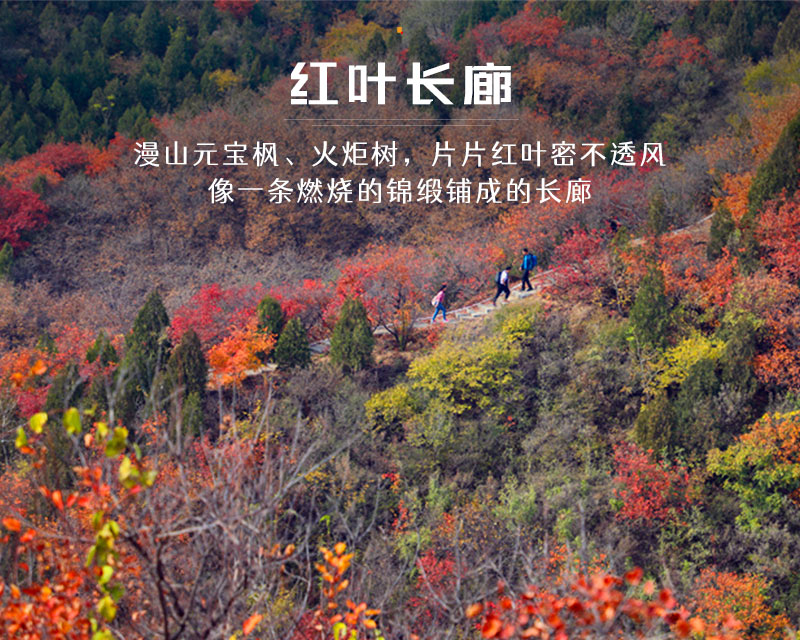 红叶岭