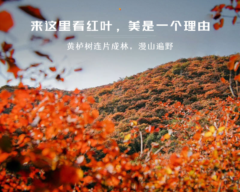 山谷红叶徒步