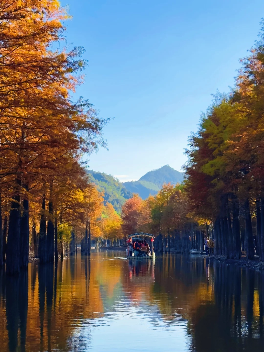 落羽杉湿地公园