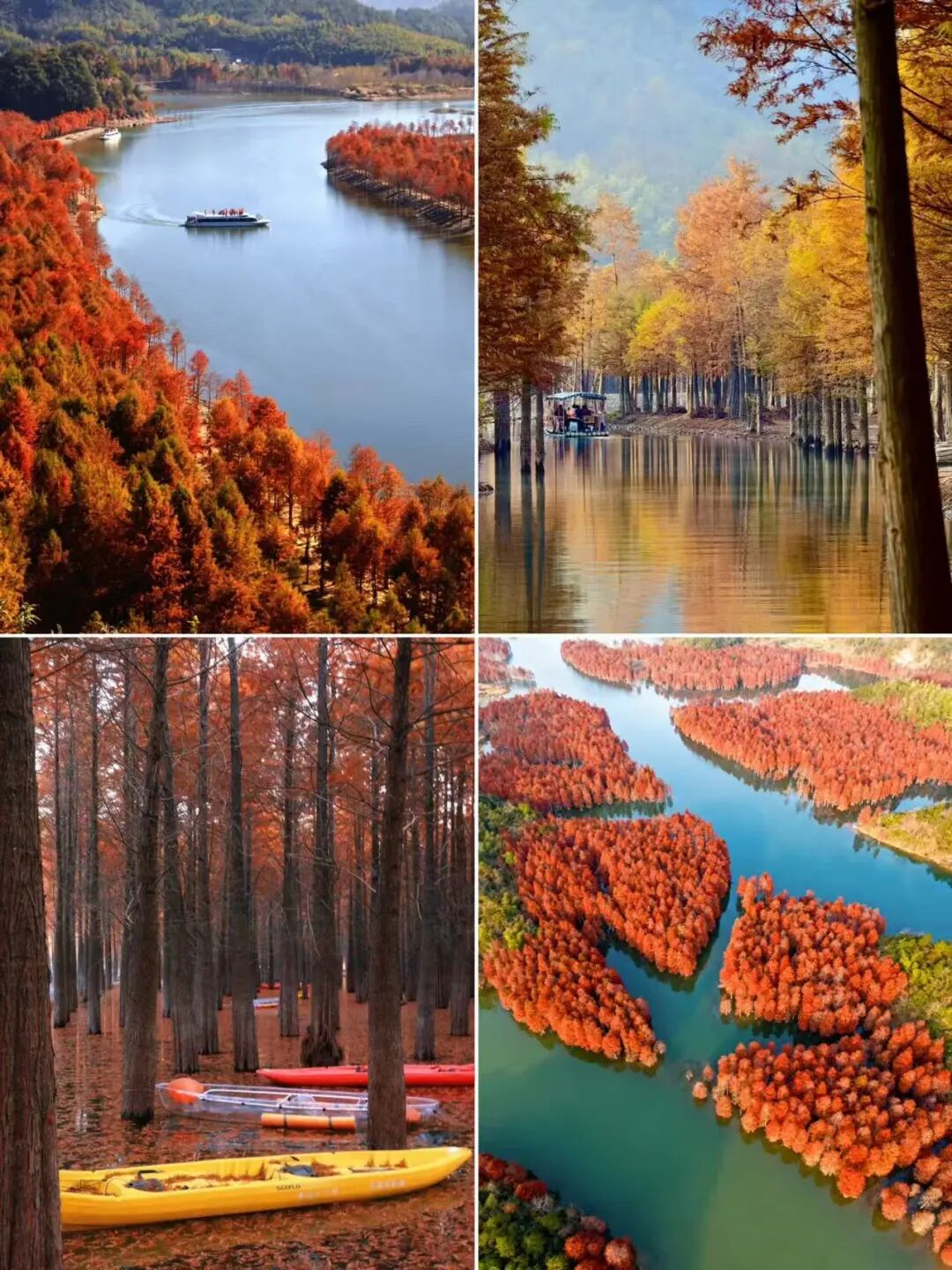 落羽杉湿地公园