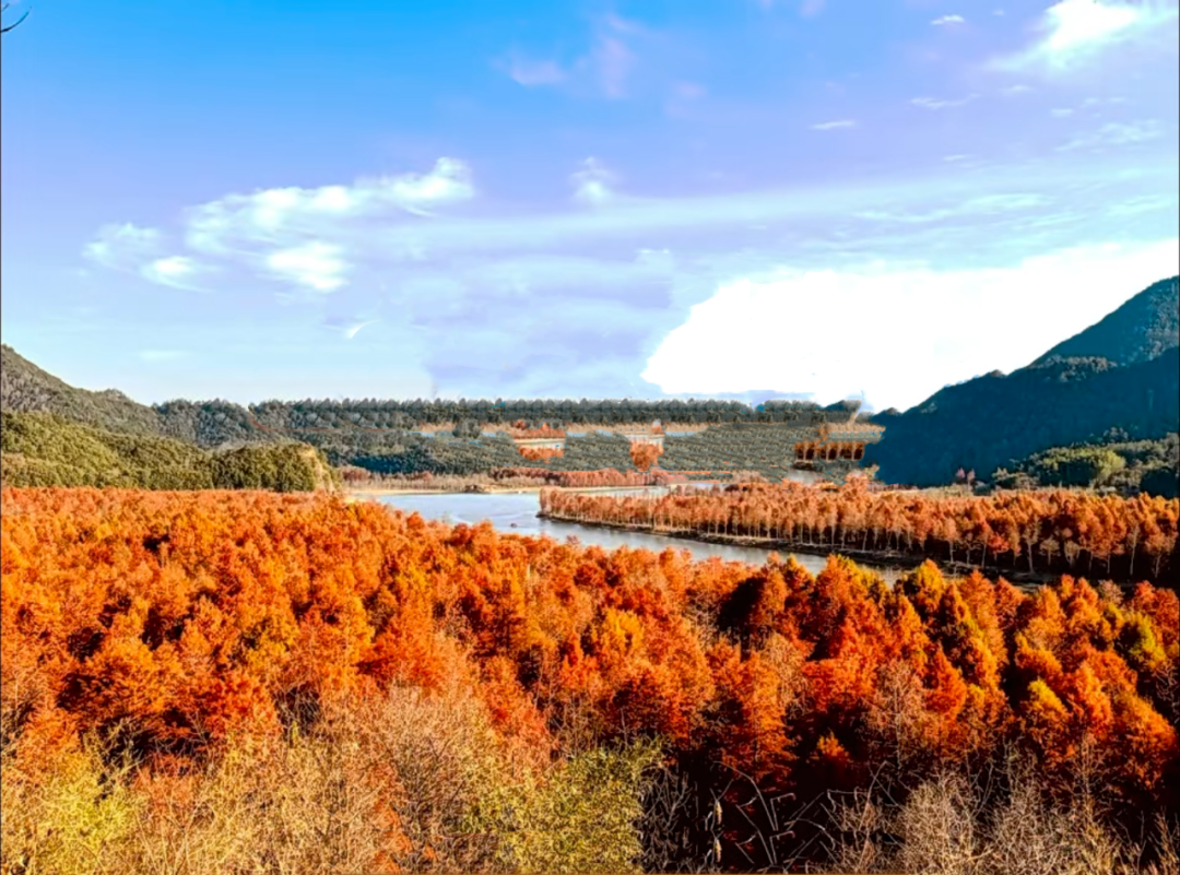 落羽杉湿地公园