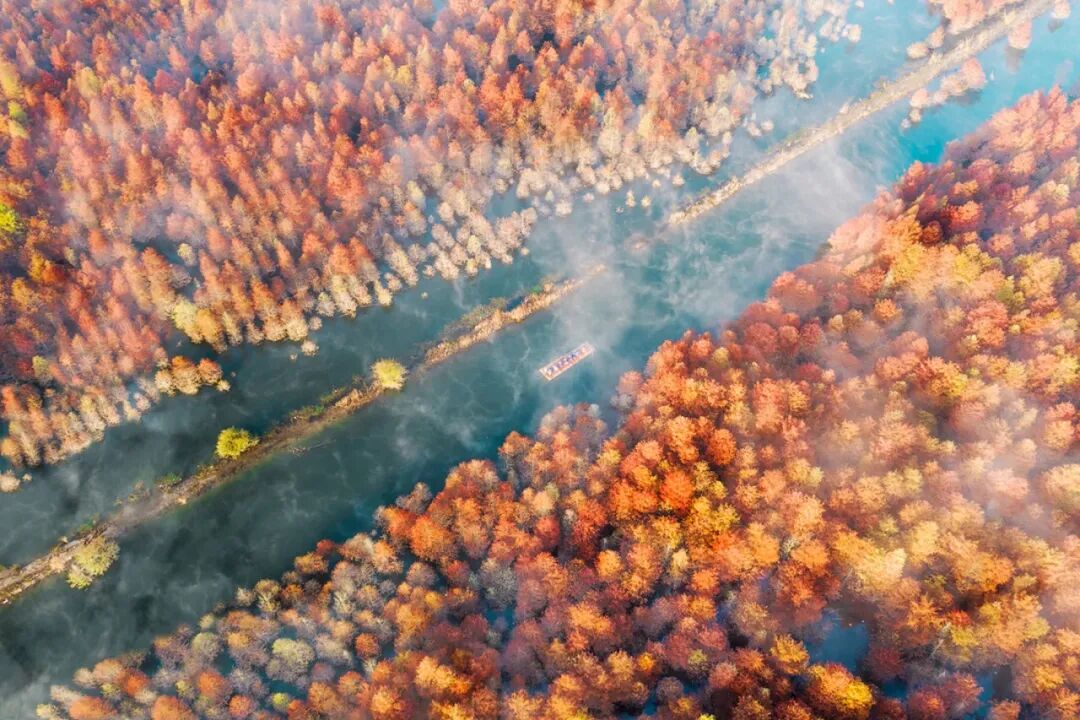 落羽杉湿地公园