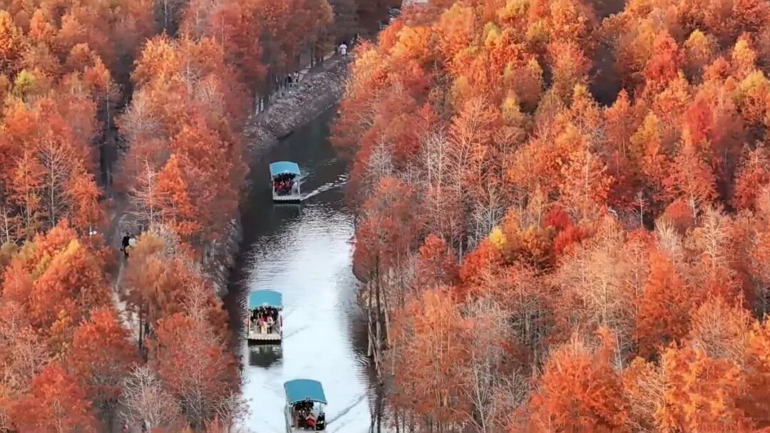 落羽杉湿地公园