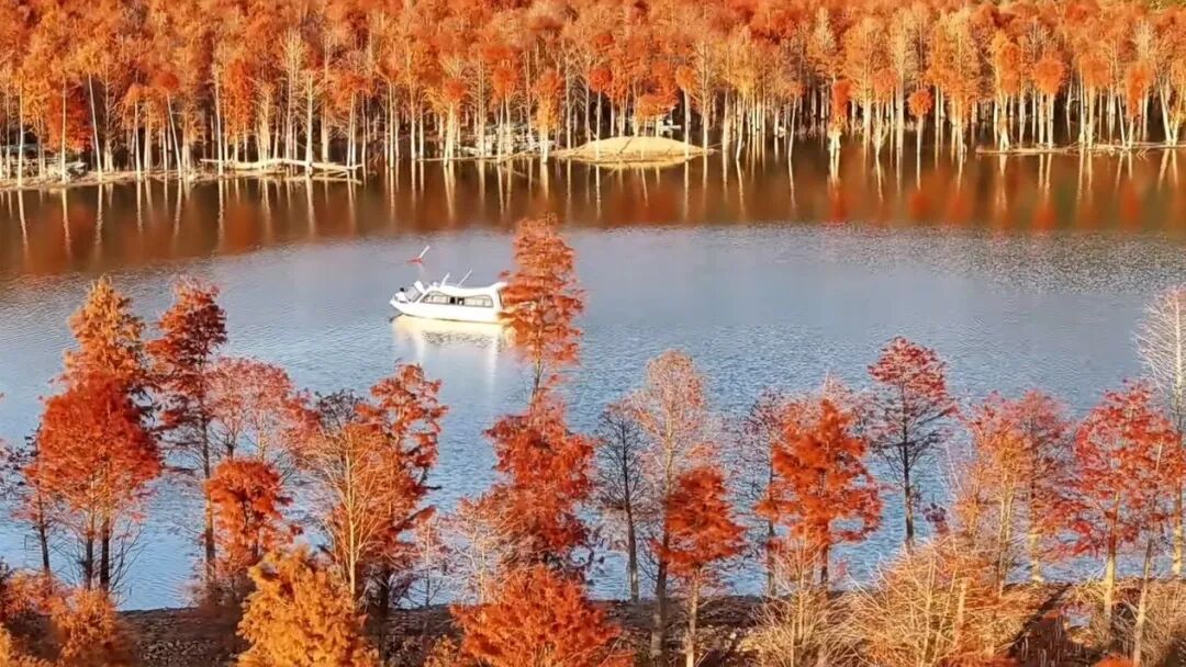 落羽杉湿地公园