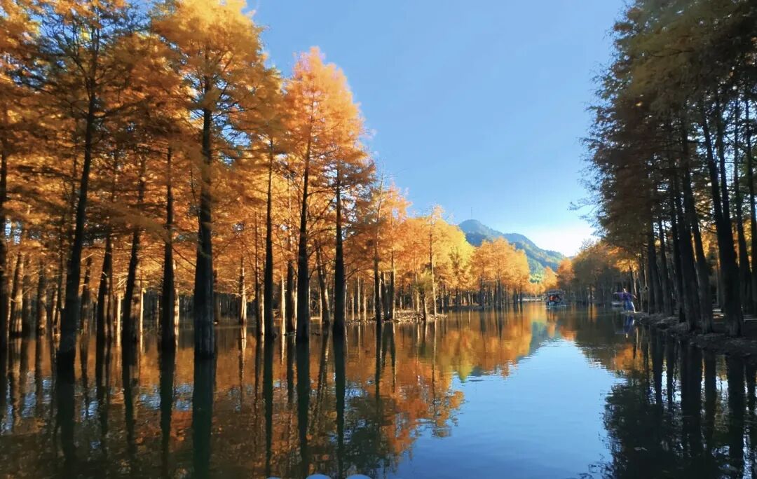 落羽杉湿地公园