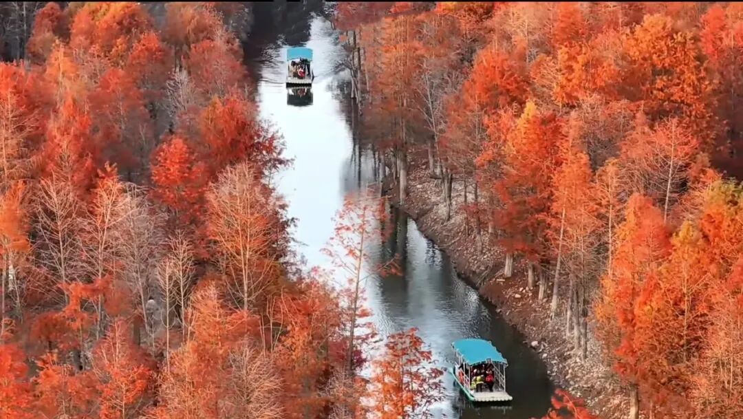 落羽杉湿地公园