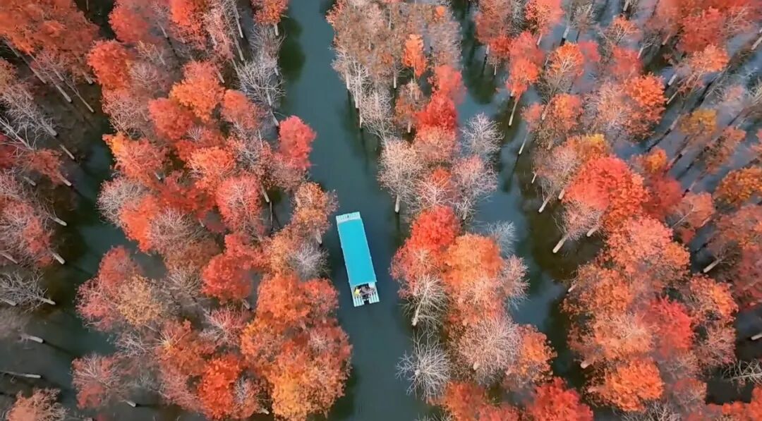 落羽杉湿地公园