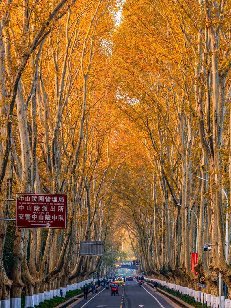 梧桐大道