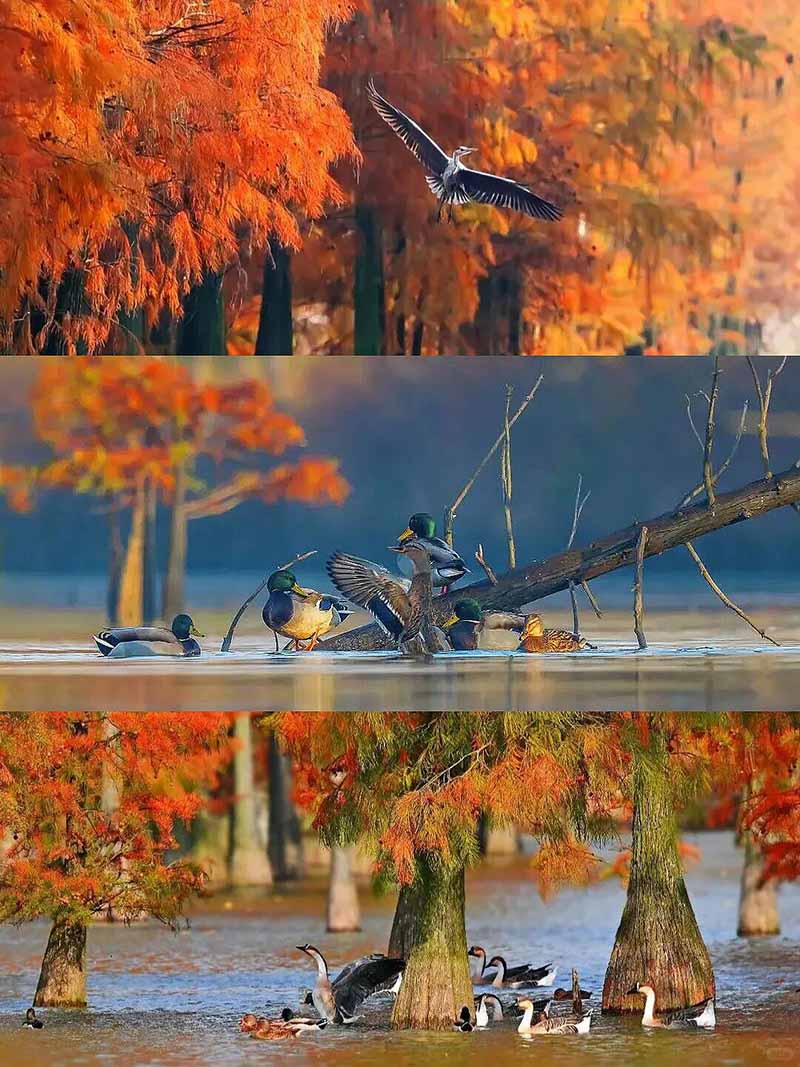 池杉湖湿地公园