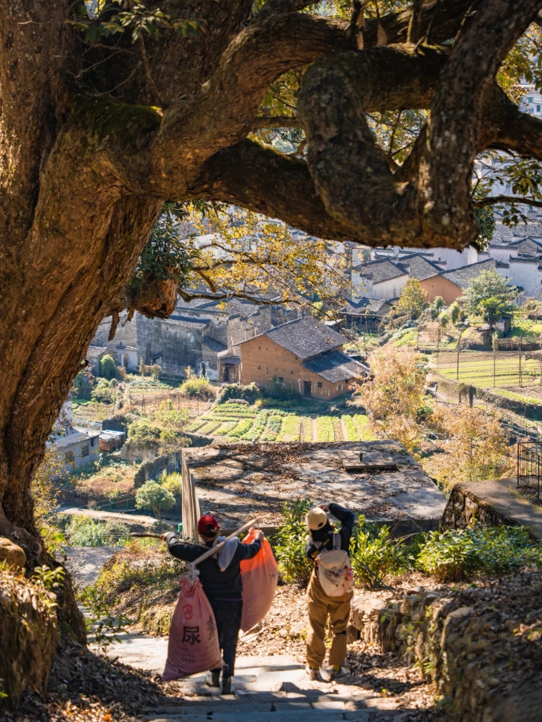 篁岭
