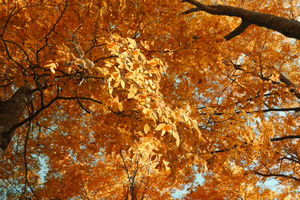 【秦岭秘境·光雾山】10月24/11月2日两期：秦岭觅秋 留坝 龙头山 黎坪 光雾山 十八月潭7日行（VIP大巴出行）