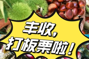 【打板栗+戏水】9月5日立秋后的第一口板栗，亲手“打”下来吃掉，户外亲子休闲一日游
