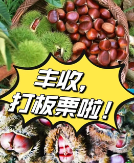 【打板栗+戏水】9月5日立秋后的第一口板栗，亲手“打”下来吃掉，户外亲子休闲一日游