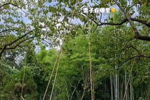 【打板栗+戏水】9月5日立秋后的第一口板栗，亲手“打”下来吃掉，户外亲子休闲一日游