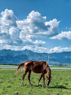 1天｜京西野骑｜骏马疾驰の京西草原20公里野骑路线（新手友好•老手爽骑）