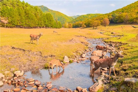 国庆7天 [小兴安岭] 走进课本中秋天的童话世界の六大经典赏秋景区-两条赏秋公路-边境城市黑河-哈尔滨-长春