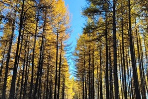 1天｜麻田岭•特价｜云中草原漫山秋色小天山の秋染麻田岭-邂逅金色草原的童话