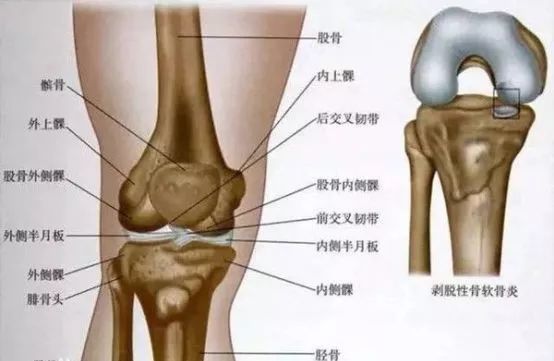 膝盖骨构造图图片