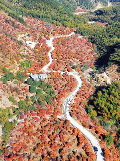 11.7首发，特价398【永州双色秋景】桐子坳银杏+蓝山谷红枫叶+零陵古城，2天1夜