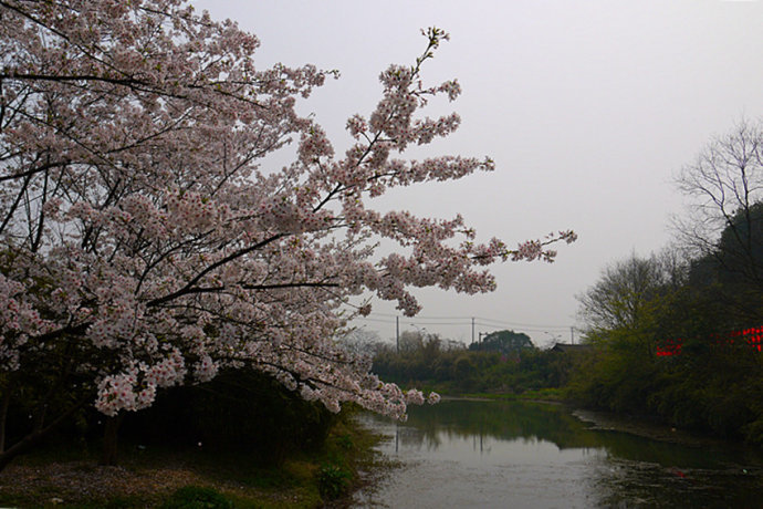 跨過一座木橋,穿梭在櫻花雨中,進入櫻花林的腹地,感覺十分神奇,彷彿是