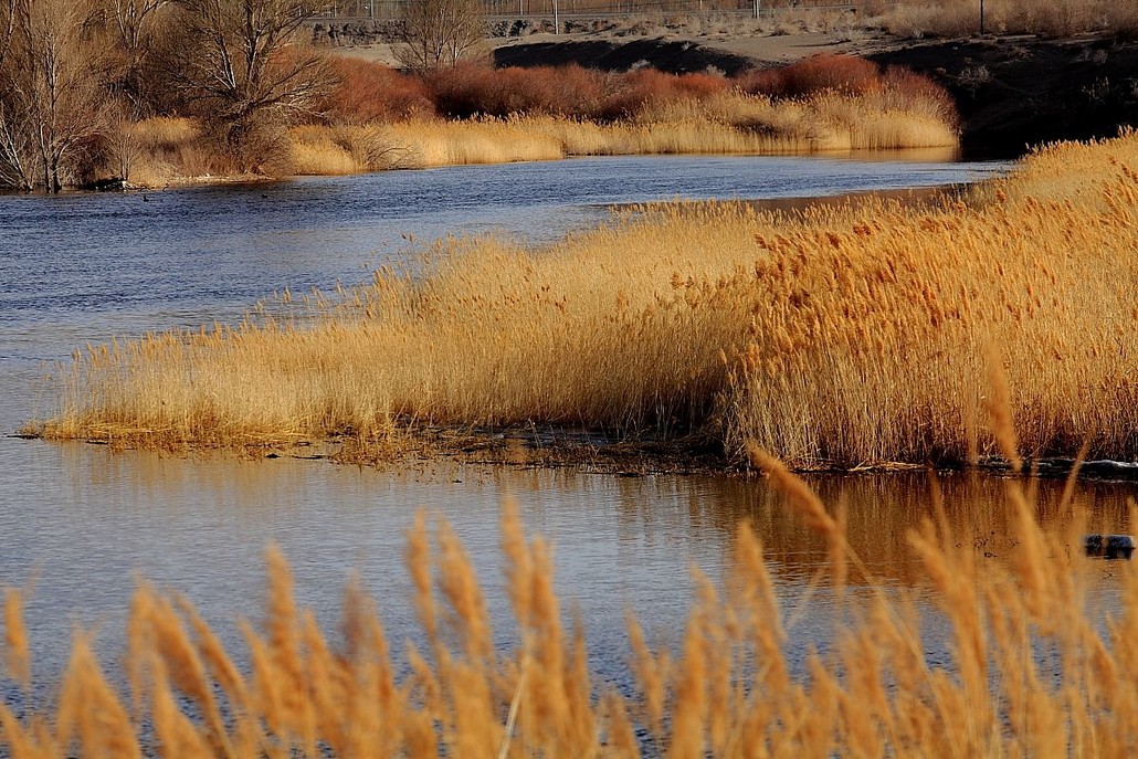 26(周四)震憾的童画世界 醉美千亩水上红杉仙境 芦苇荡!