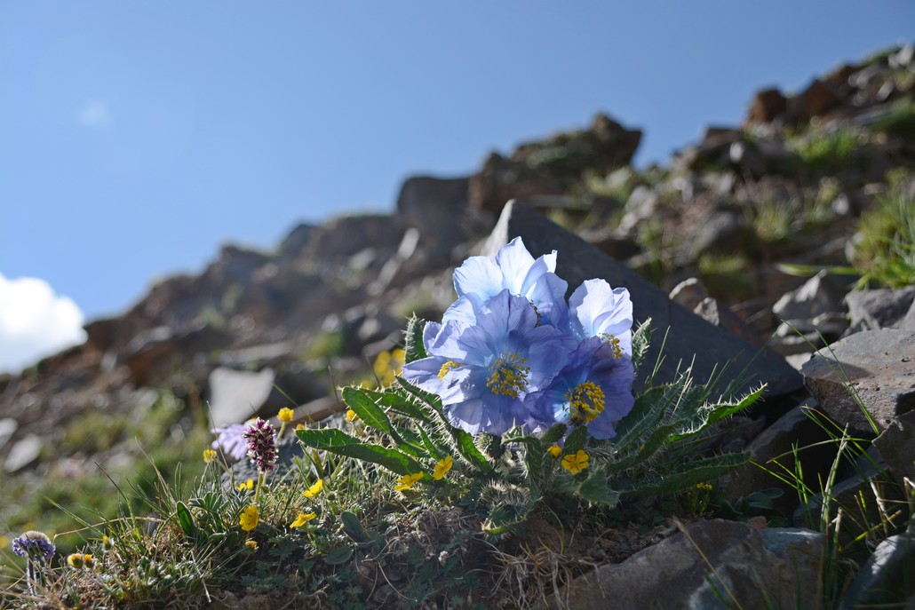 明信片|高山绿神绿绒蒿套装