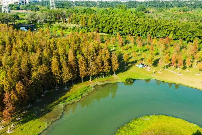 1月17号东莞燕岭湿地水杉摄影 广东四大名园之一:可园