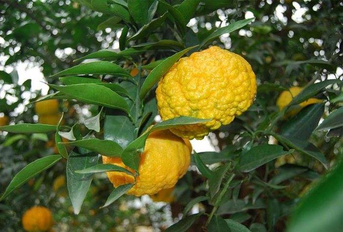 桃花山特产皱皮柑