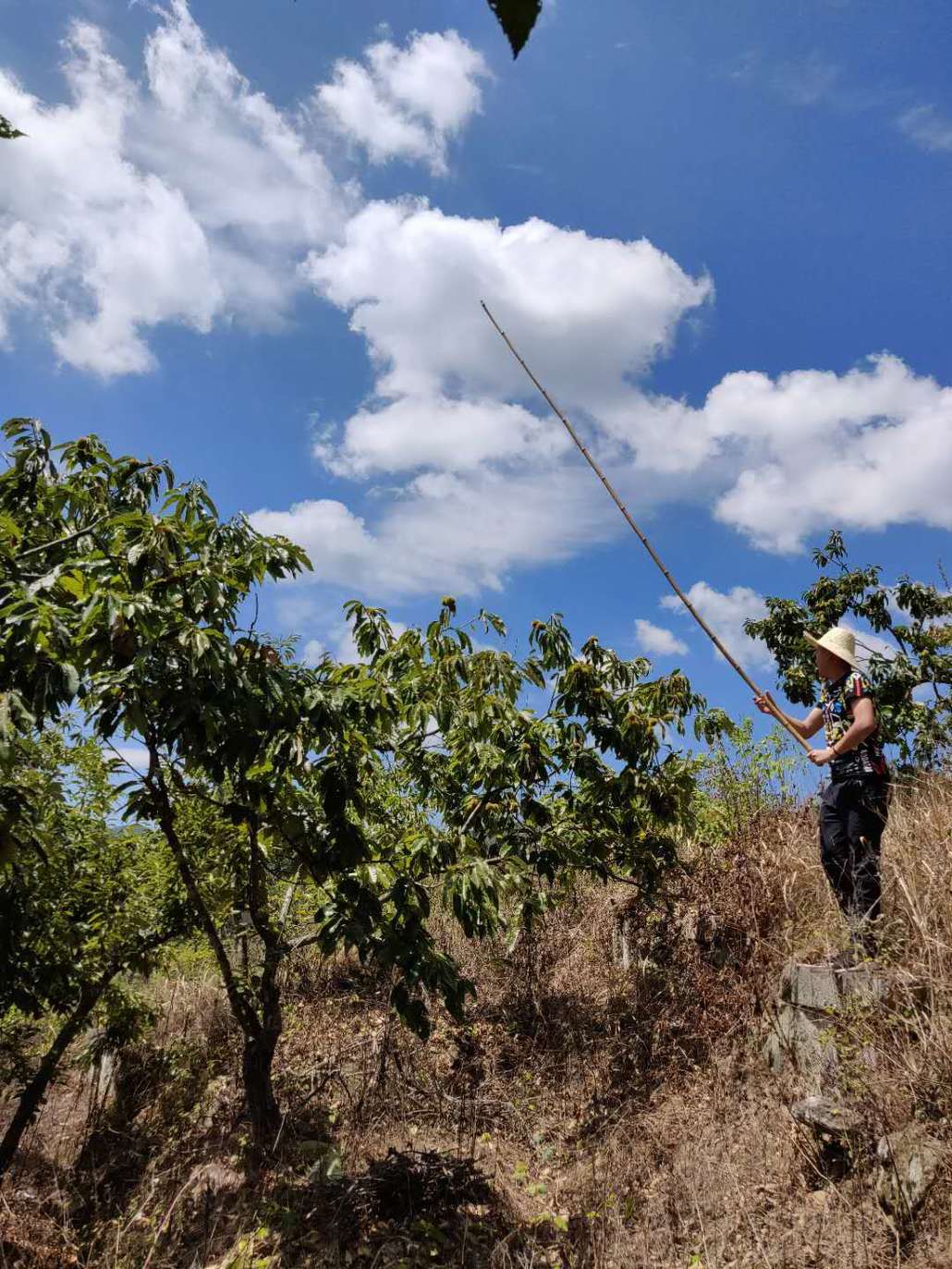 打板栗,吃板栗宴,叠板栗,板栗都被玩坏了