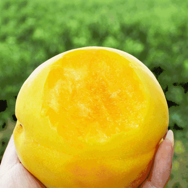 "楚三湖"锦绣黄桃 原产地现摘直发 从枝头直达舌尖