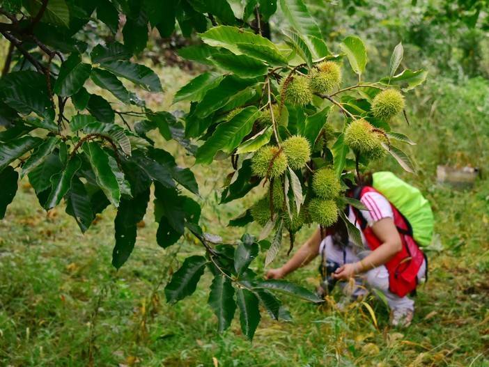 【周日】9.16会员85 !打板栗,吃吊锅,游万年冰臼 !