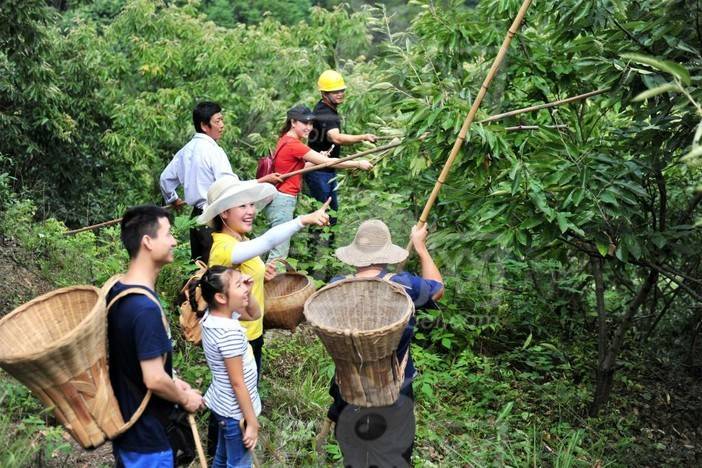 16会员85 !打板栗,吃吊锅,游万年冰臼 !