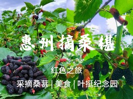 4.4【摘桑葚】75元起，惠州摘桑葚，叶挺纪念园，探寻红色历史之旅。