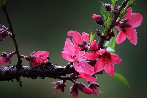 3月6日【特價80元】從化呂田鷹嘴桃花 千畝油菜花 工匠小鎮風吹麥浪一