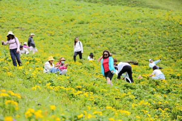 【北门户外】6.25周六走进巴郎山云海☆高山草甸，花海为伴