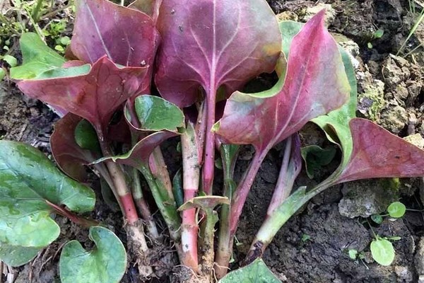 【天府北门户外】3.13周四南宝山挖野菜，遍地折耳根采不完，带你薅一波新鲜的野菜