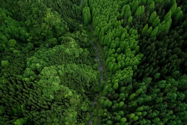 【天府北门户外】6.7周六天鹅林场~穿越小径通幽原始林场，行走在负氧离子体里