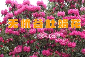 【北门户外携手劲浪体育】4.4 无忧谷杜鹃花 阳光下的无忧谷，山花烂漫，静享无忧时光