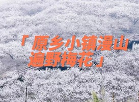 【绝美-含门票】2.20原乡小镇千亩梅花绽放正当时！原乡小镇看花+游玩项目~