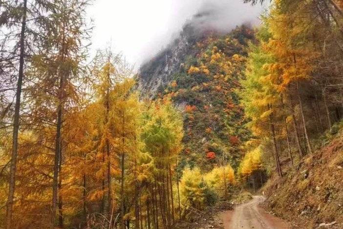 11月2【周六】金黄松林,彩林,博物馆,银杏,老少皆宜——松林湾