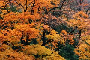 【大美光雾山-5天】金秋红全景游  赠恩阳船说演出 · 15人即升级保姆车。