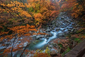 【大美光雾山-5天】金秋红全景游  赠恩阳船说演出 · 15人即升级保姆车。