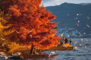 【金秋滇西环线-7日】不走常规云南！洱海环湖、银杏古村、雨林边境，邂逅滇西的秋天。