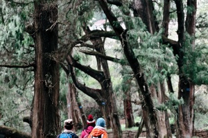 【亲子毅行|古蜀道徒步-4天】60公里精华段！风过皇柏古道，步履跨越千年，赴一场史诗级徒步