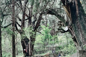 【亲子毅行|古蜀道徒步-4天】60公里精华段！风过皇柏古道，步履跨越千年，赴一场史诗级徒步