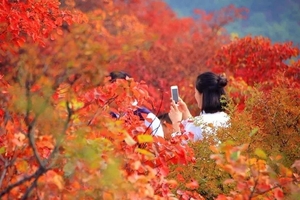 【川西红枫岭-1天】秋风起时满山红，红枫岭上色愈浓，一起赏最美红叶。