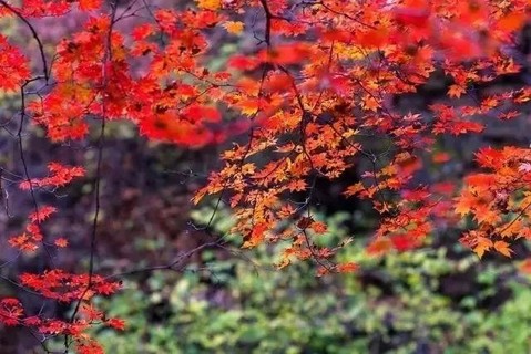 【川西红枫岭-1天】秋风起时满山红，红枫岭上色愈浓，一起赏最美红叶。