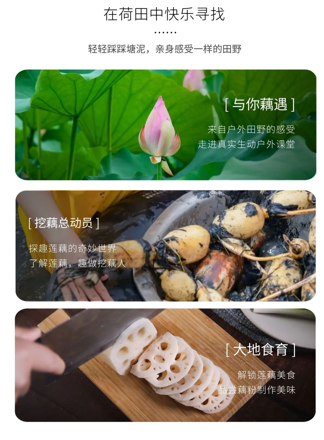 图怪兽_洪湖粉藕蔬菜简约清新绿色食品详情页.jpg